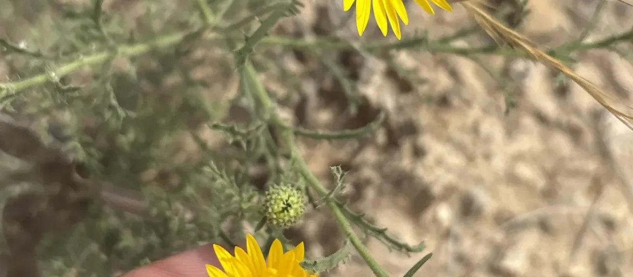 Spiny goldenweed
