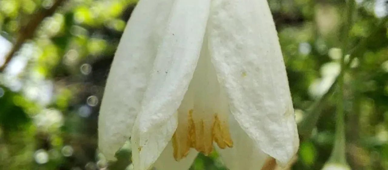 Silver-bell Tree