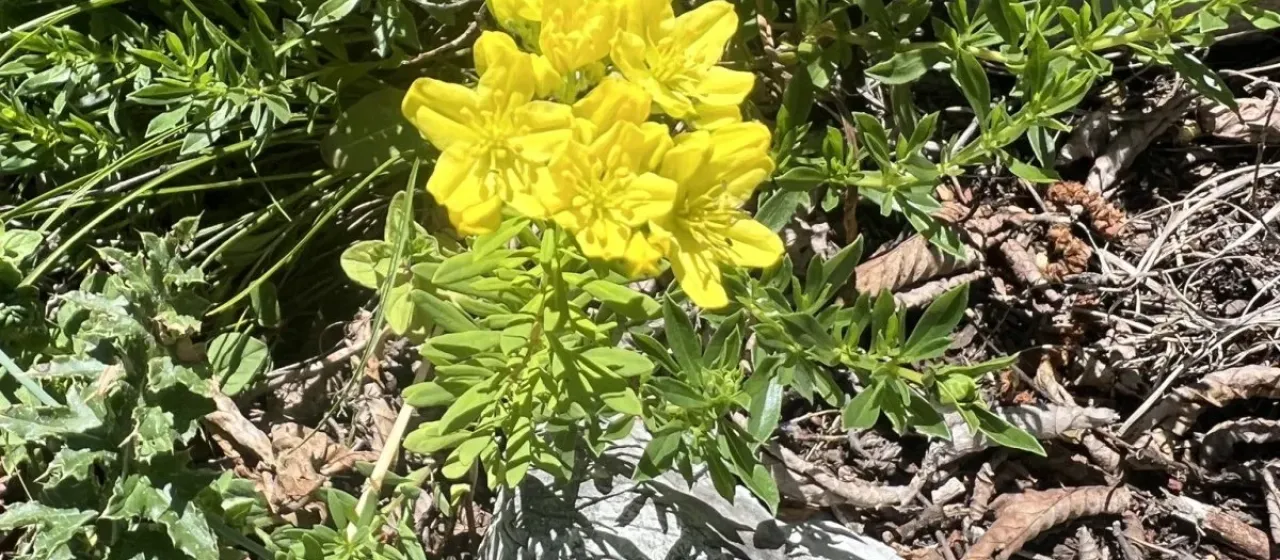 Haplophyllum patavinum