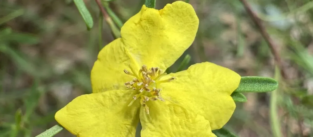 Showy Guinea Flower