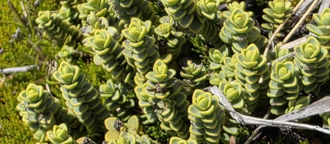 Veronica buchananii