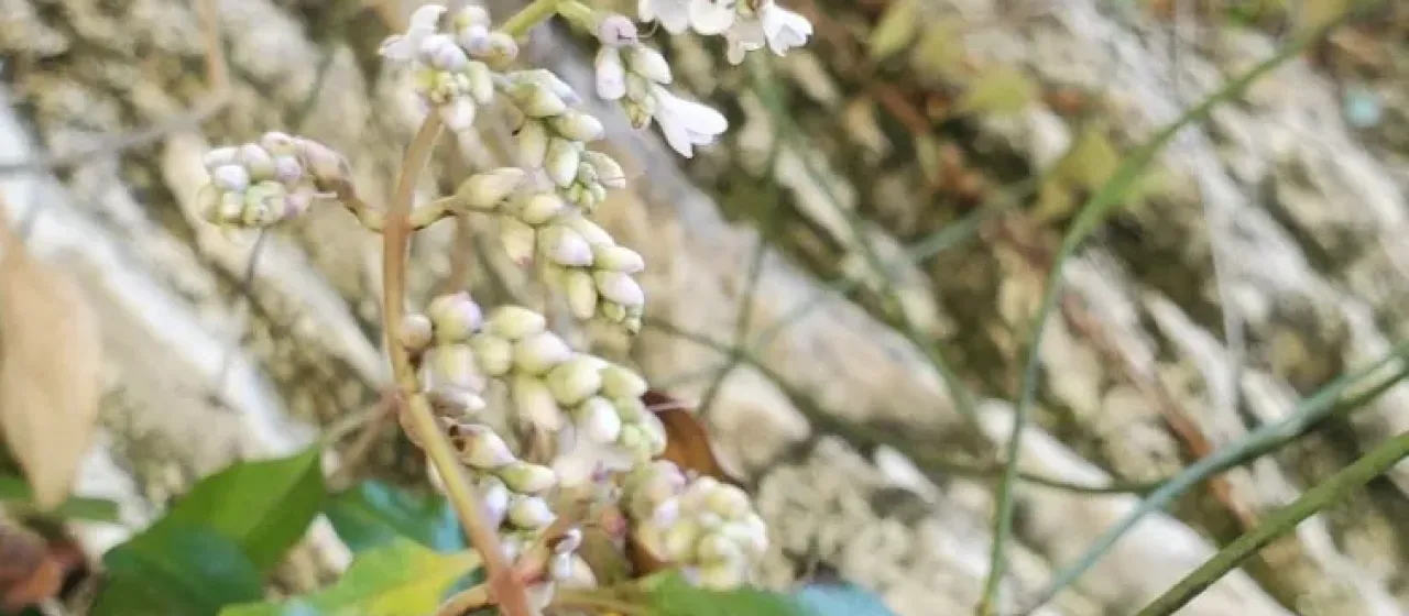 New Zealand Lilac