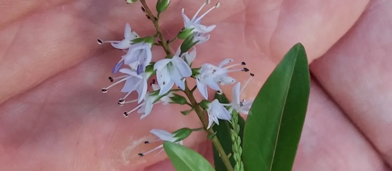 Veronica ligustrifolia