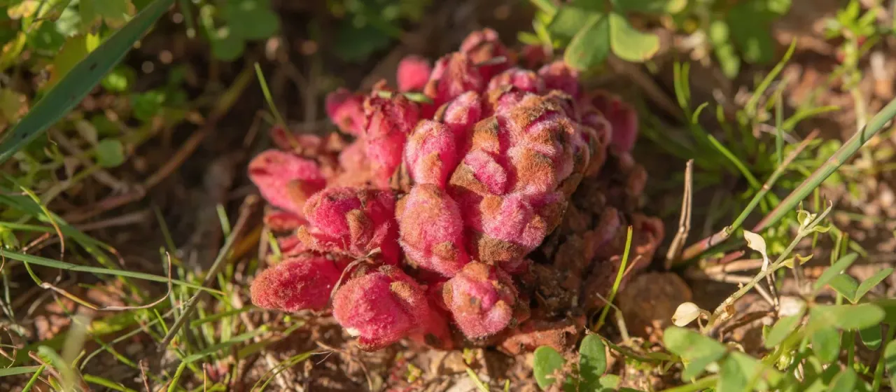 Hyobanche sanguinea