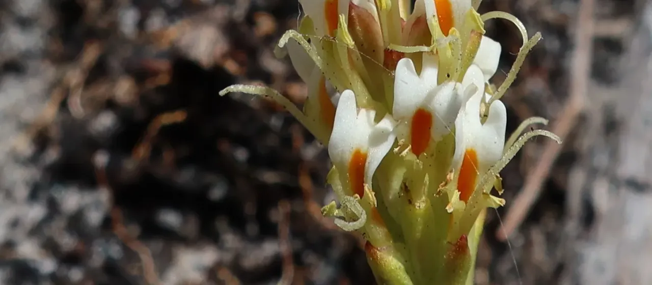 Hebenstretia repens