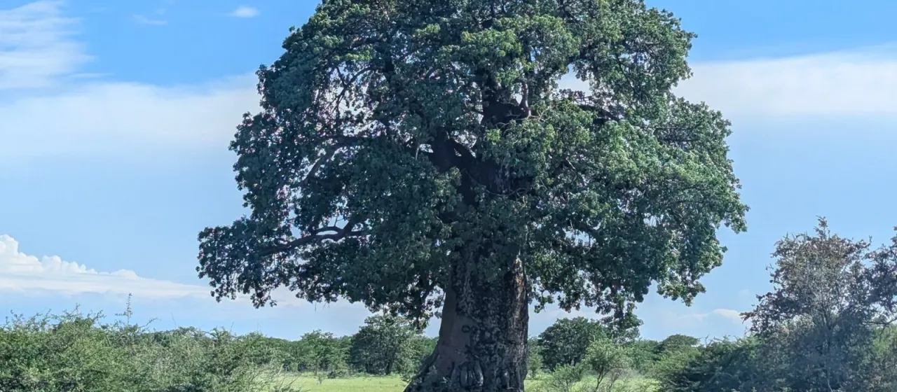 African baobab