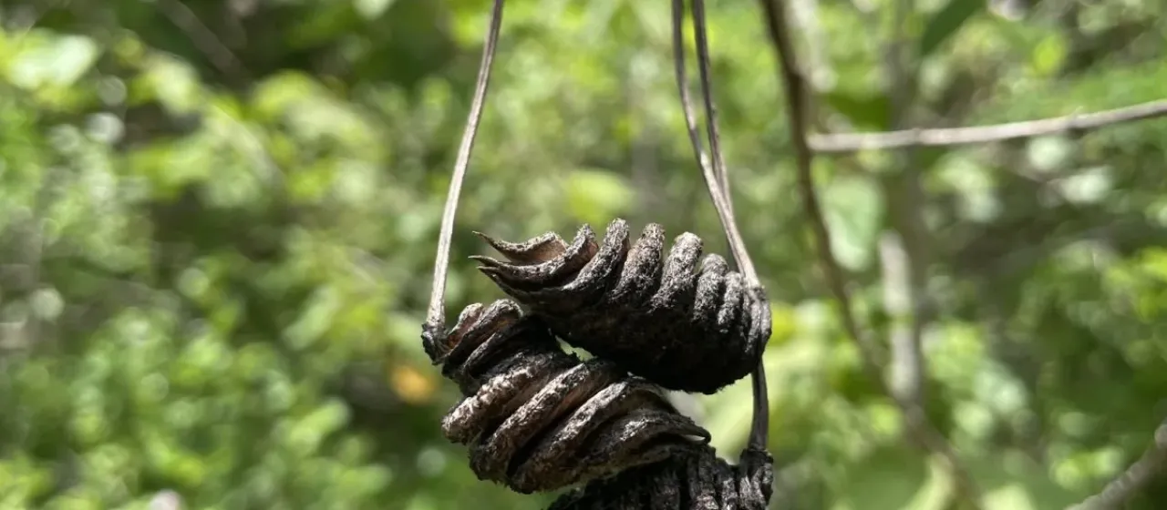 Jamaica screwtree