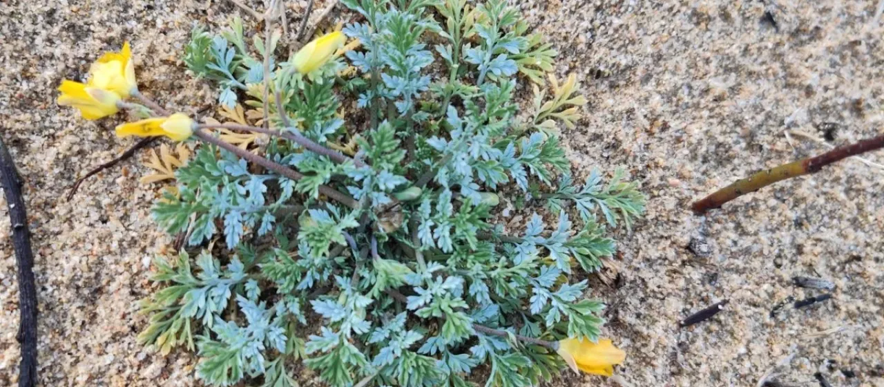 Hypecoum procumbens