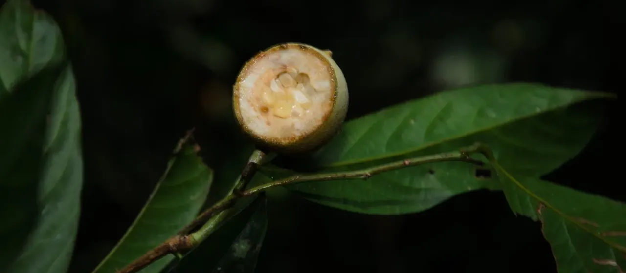 Hydnocarpus kurzii