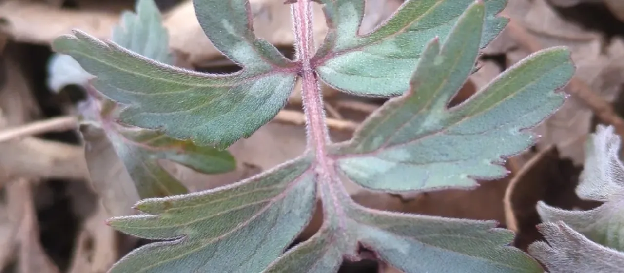 Virginia waterleaf