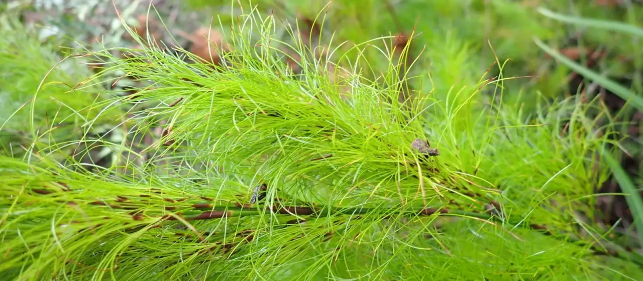 Caustis blakei subsp. macrantha