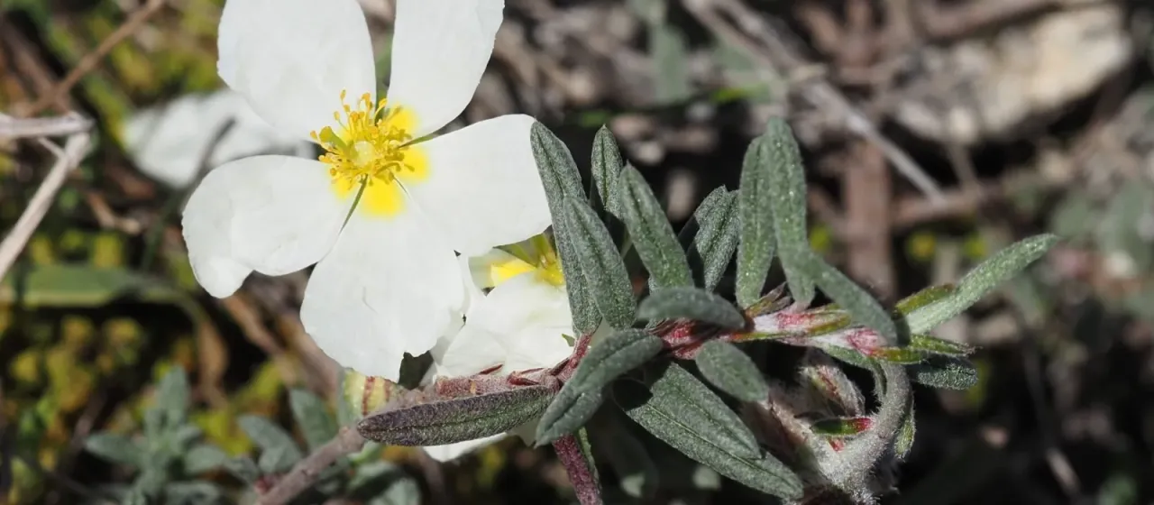White sunrose