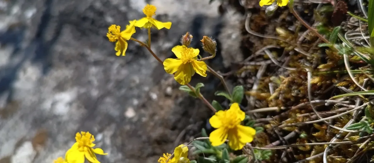 Hoary rock-rose