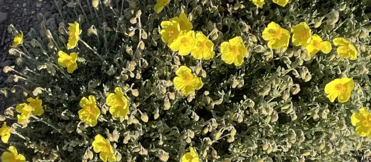 Saffron-flowered sunrose