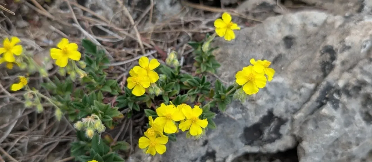 Hoary rock-rose