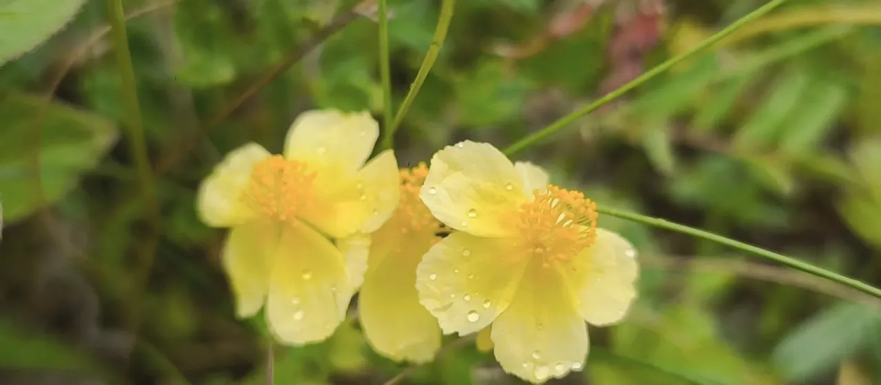 Sulphur rockrose