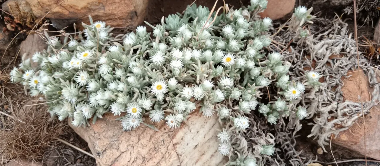 Helichrysum cerastioides