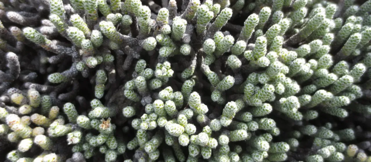 Helichrysum coralloides