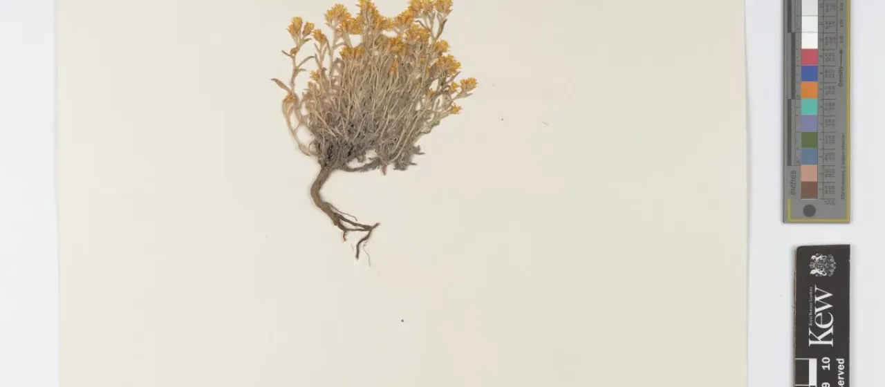 Cylindrical everlasting