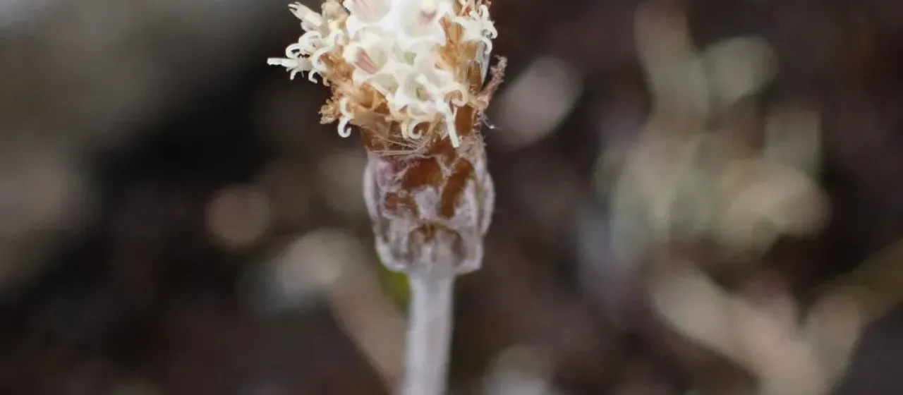 Helichrysum filicaule