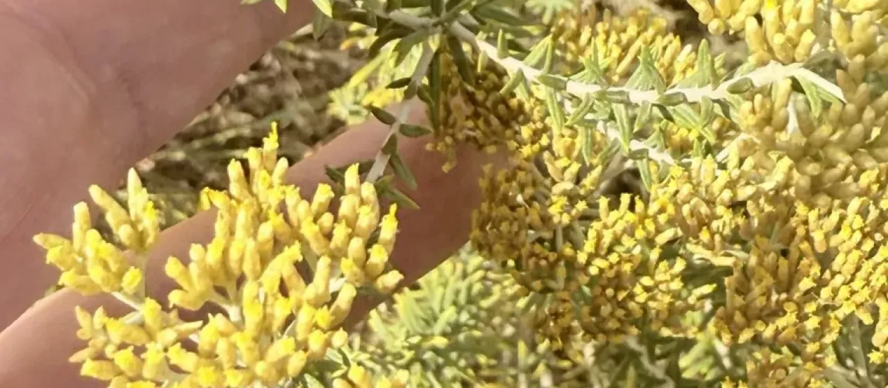Helichrysum kraussii