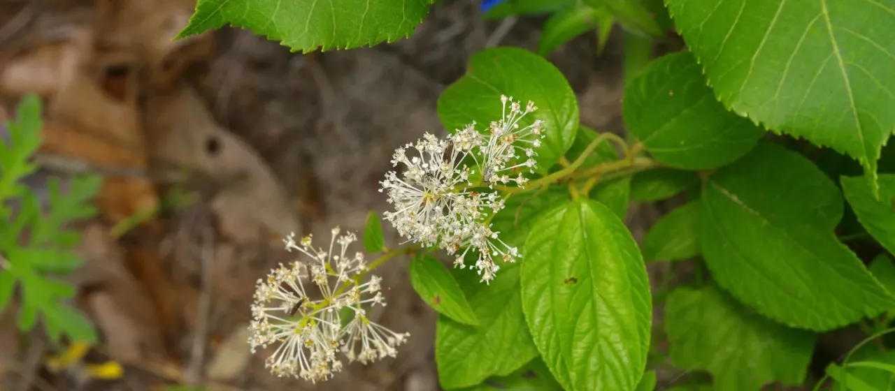 Ceanothus