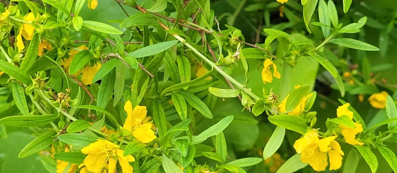 Heimia salicifolia