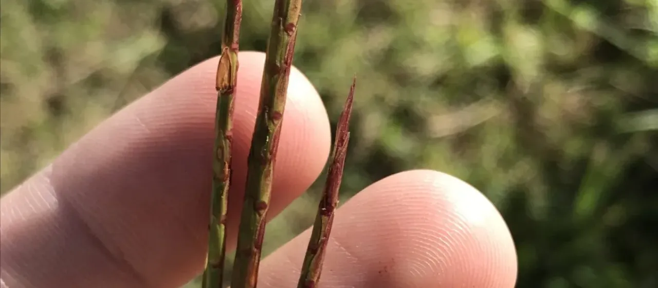 Limpo grass