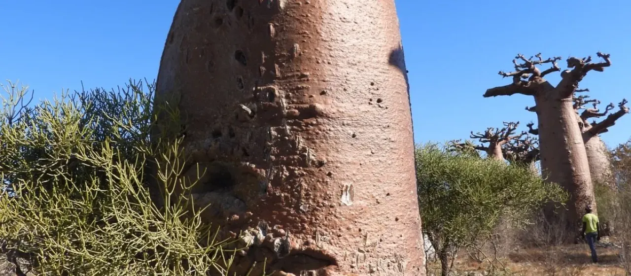 Grandidier's baobab