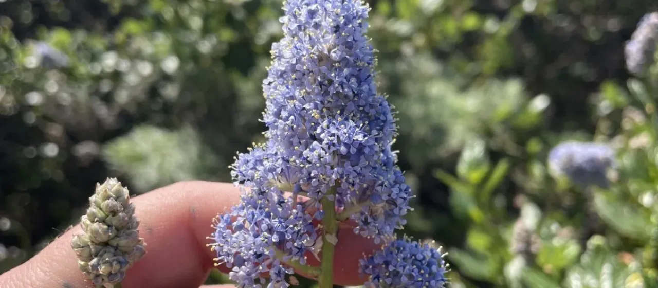 Pale Ceanothus