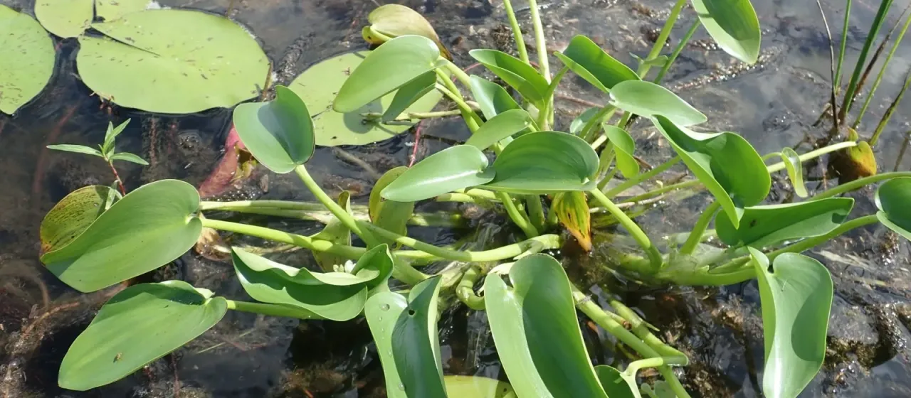 Heteranthera callifolia