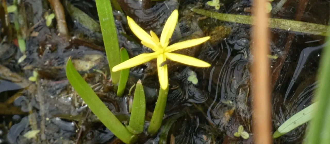 Water stargrass