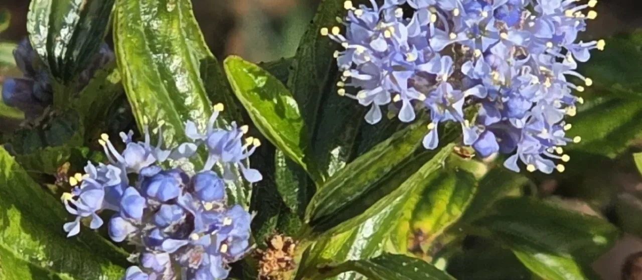 California-lilac
