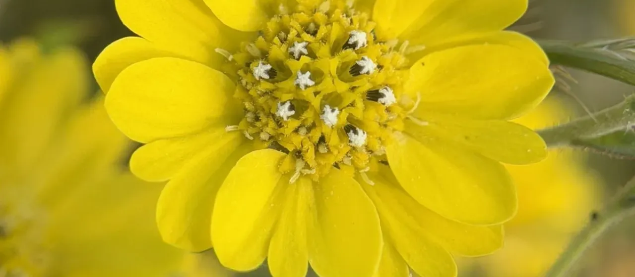 Hemizonia