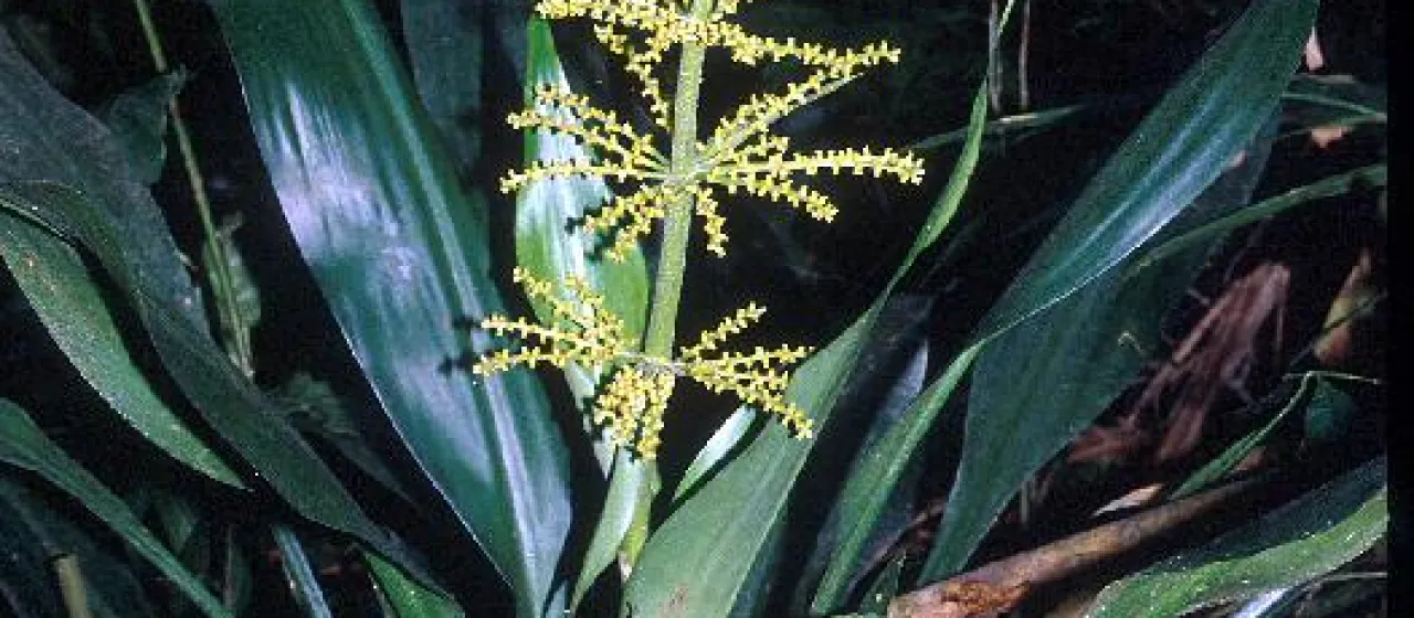 Hanguana malayana