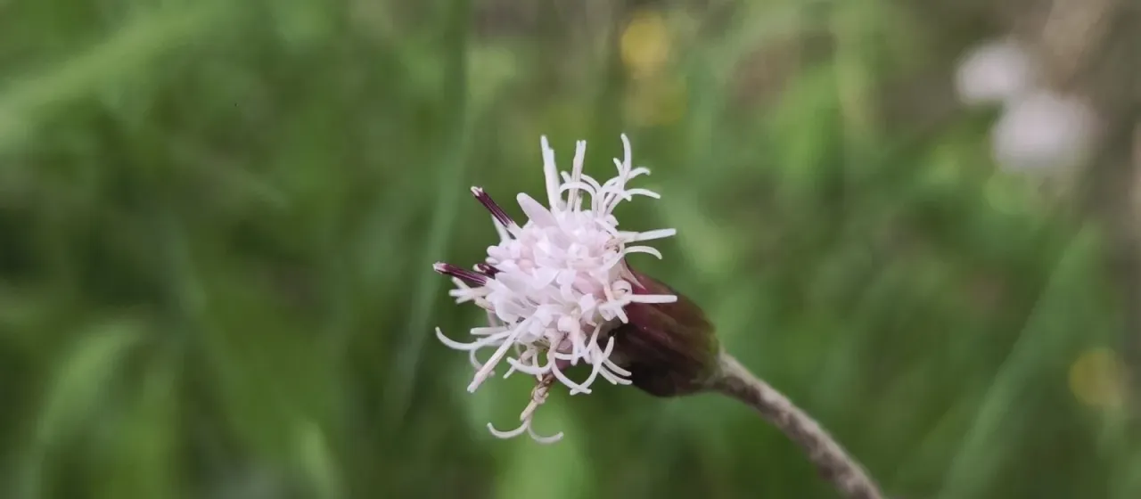 Alpine coltsfoot