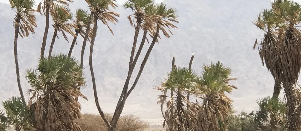 Doum palm