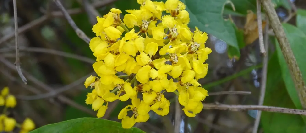 Hiraea