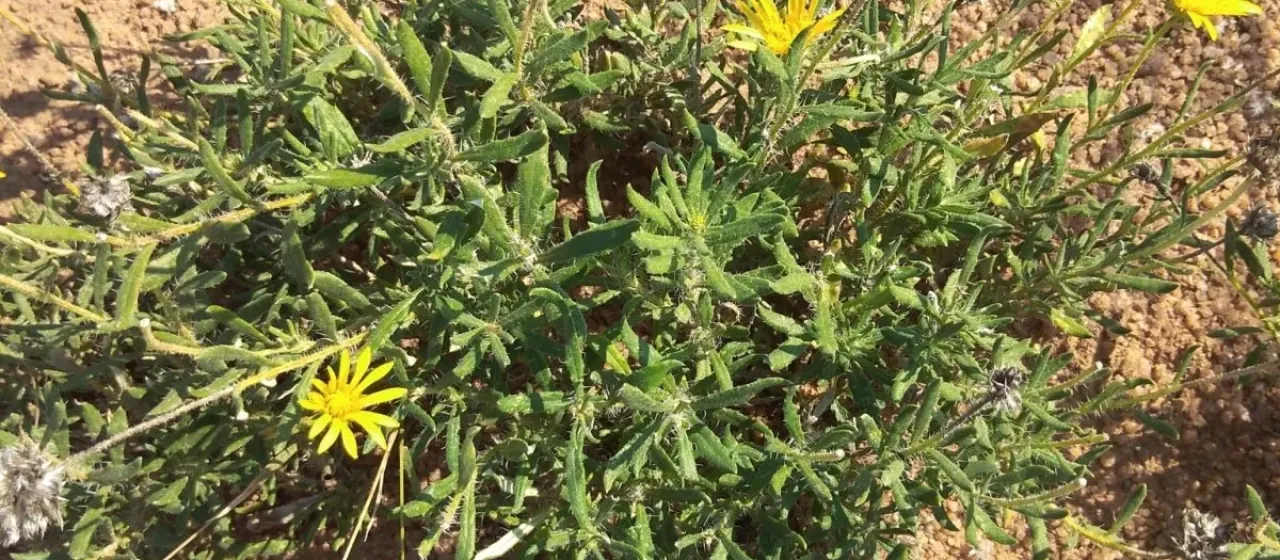 Hirpicium bechuanense