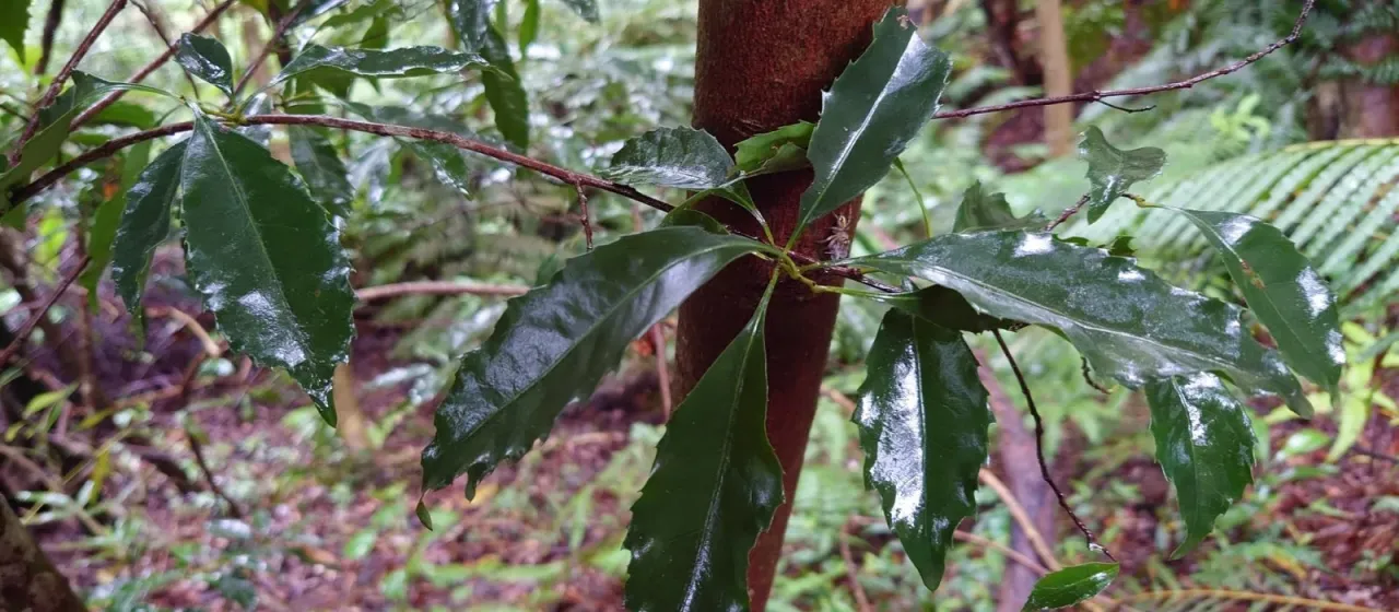 Helicia cochinchinensis