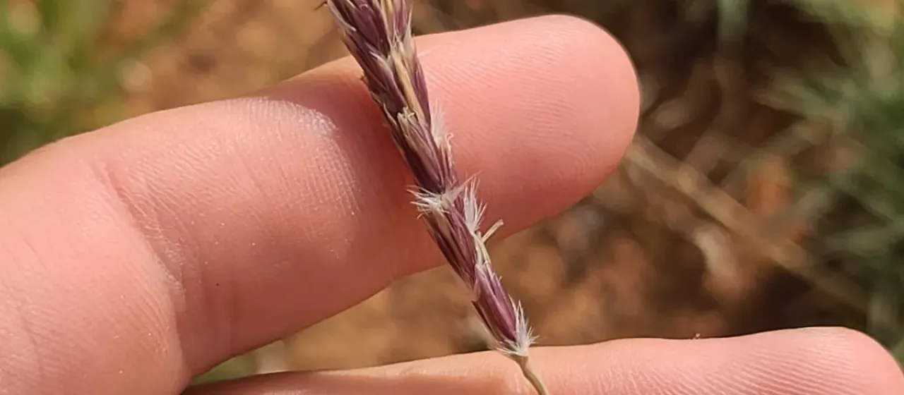 Galleta grass
