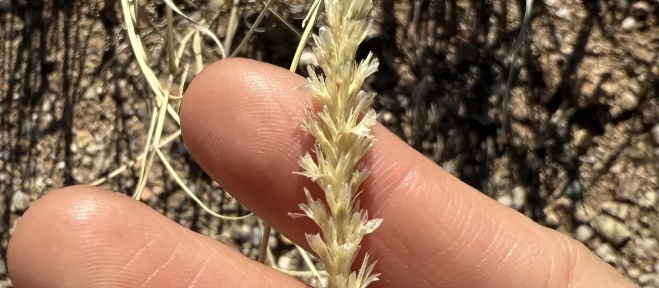 Hilaria mutica
