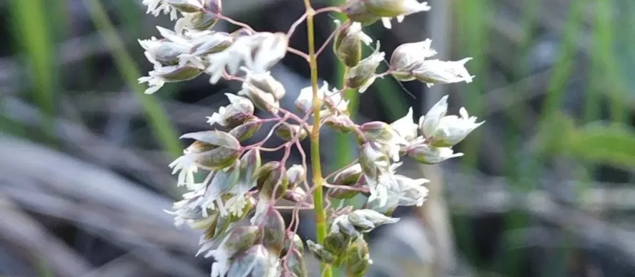 Hierochloe glabra