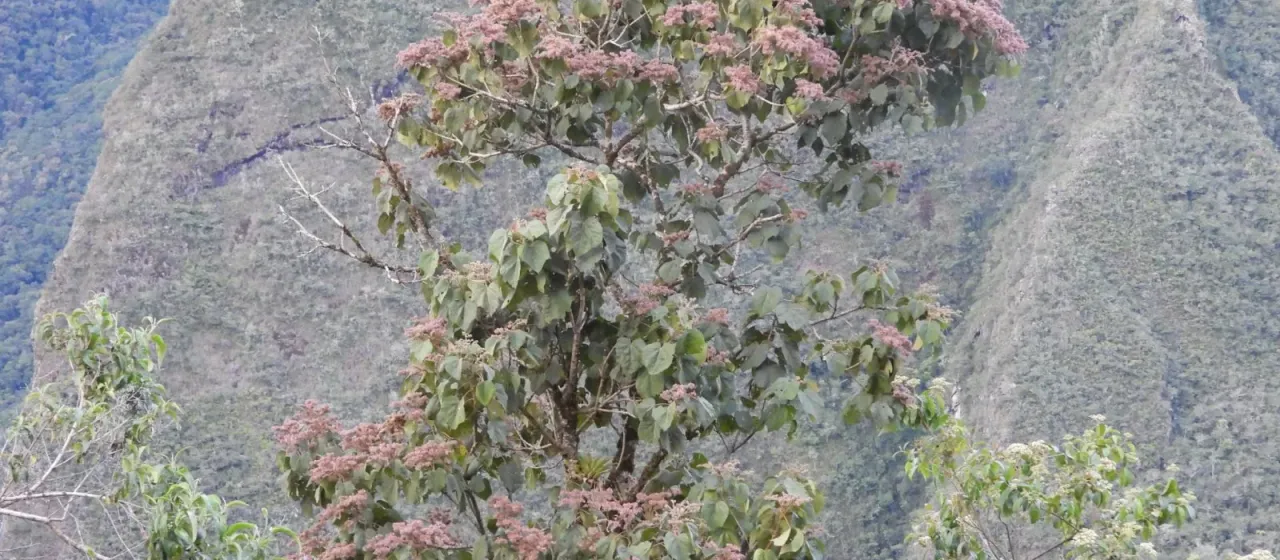 Heliocarpus americanus