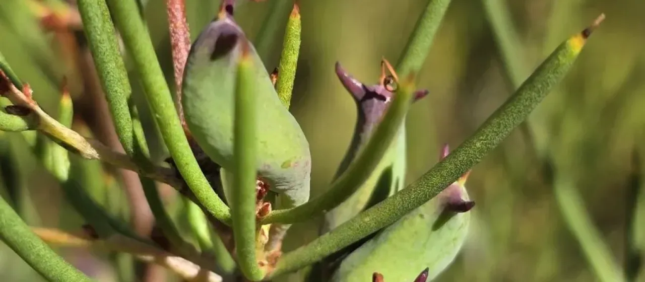 Hakea microcarpa