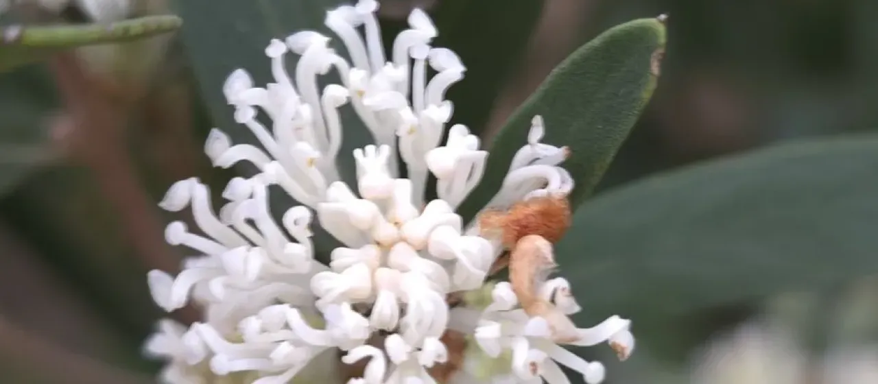 Olive-leaved hakea