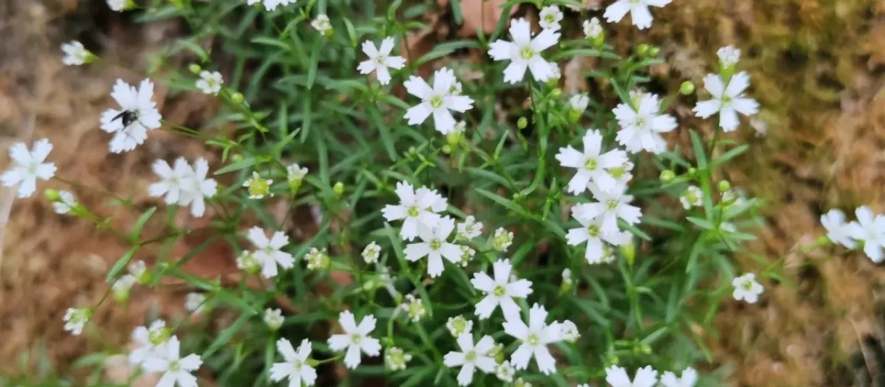 Heliosperma
