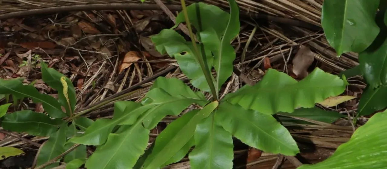 Helminthostachys zeylanica
