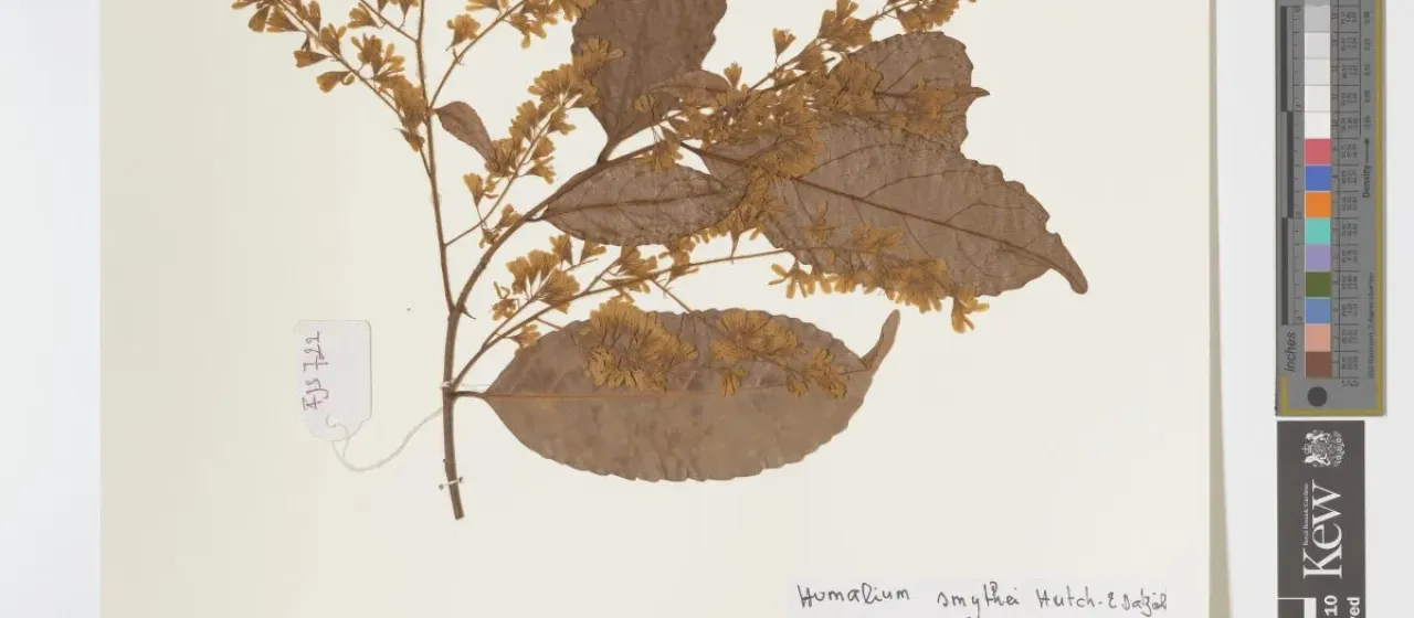 Homalium smythei