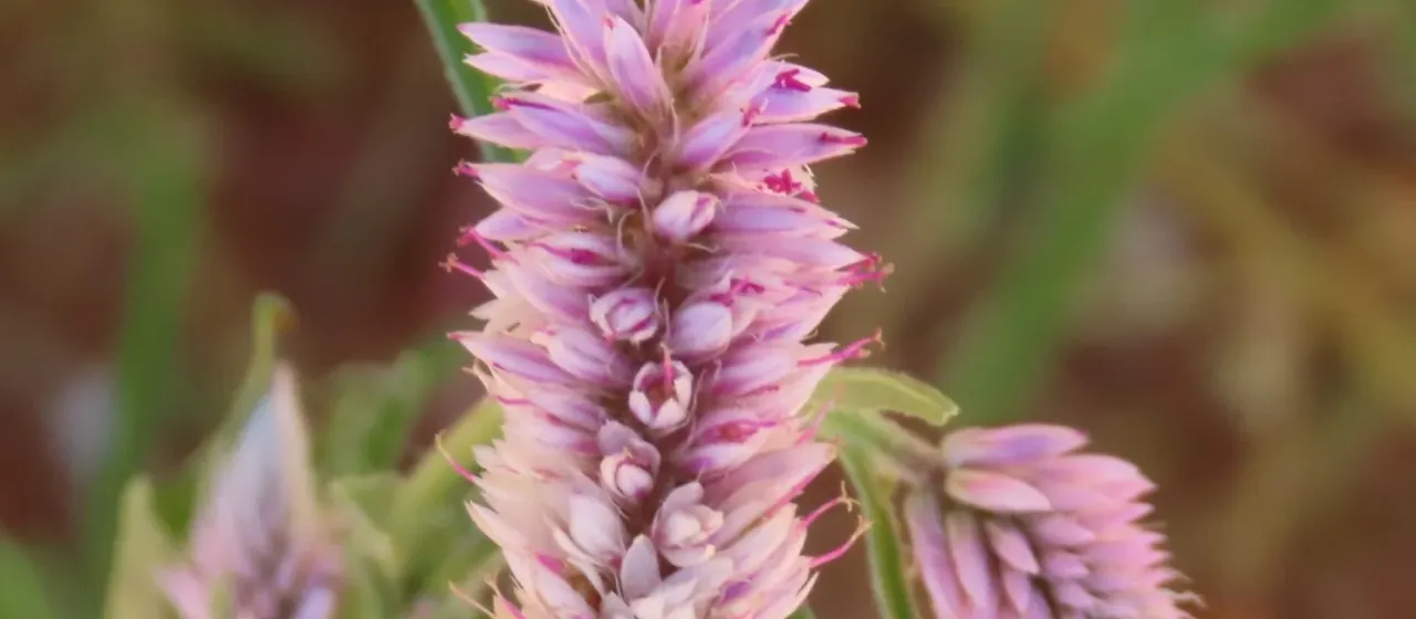 Hermbstaedtia odorata
